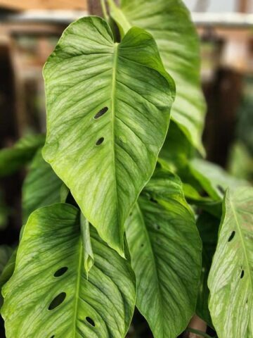 Alternative view of Monstera Siltepecana Silver Plant cv. El Salvador