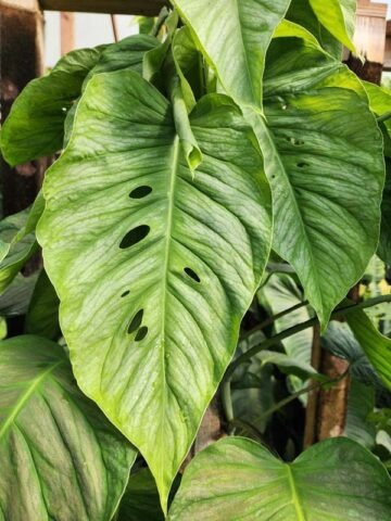 Monstera Siltepecana Silver Plant cv. El Salvador