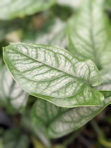 Alternative view of Monstera Siltepecana Silver Plant