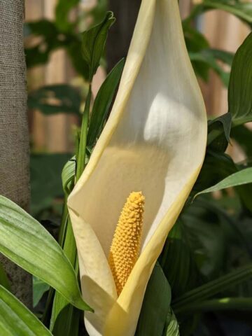 Alternative view of Monstera Spruceana Juvenile Form Plant