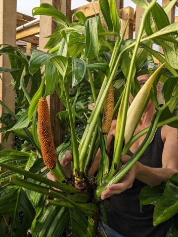 Monstera Spruceana Juvenile Form Plant