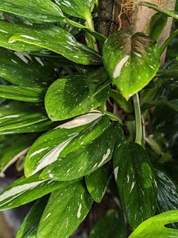 Monstera Standleyana Albo Variegata (COBRA) Plant