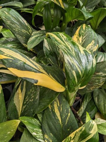 Lg Monstera Standleyana Aurea Plant