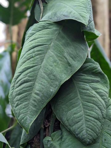 Alternative view of Monstera Velvet Shingle Tuberculata Plant