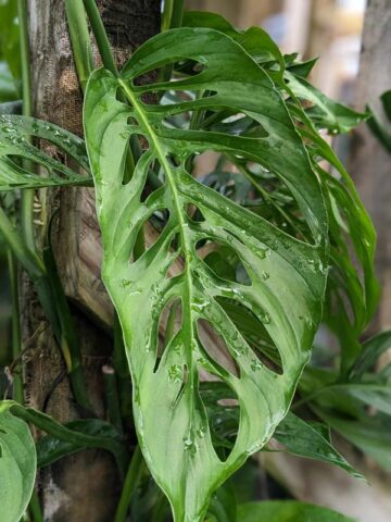 Alternative view of Monstera cf Xanthospatha Plant (beveled fenestration form)