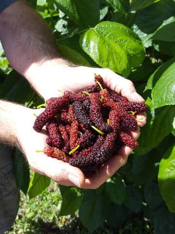 Lg. East Coast Foot Long Mulberry Tree (morus nigra)