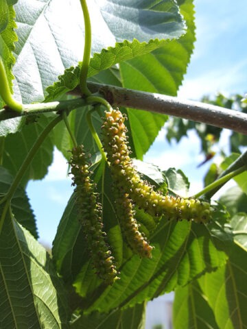 Alternative view of Lg. East Coast Foot Long Mulberry Tree (morus nigra)