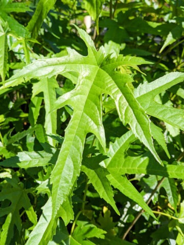 Lg. Digitata Mulberry Tree (morus rohde)