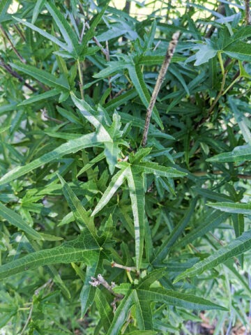 Alternative view of Lg. Digitata Mulberry Tree (morus rohde)