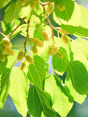 Northern Sweet White Mulberry Tree (morus alba)