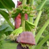 Lg. Dwarf Acuminata Wild Banana Tree (musa acuminata sp)