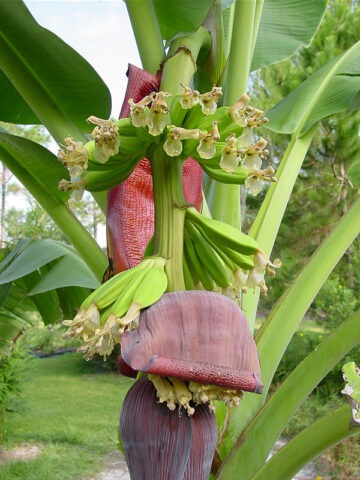 Lg. Dwarf Acuminata Wild Banana Tree (musa acuminata sp)