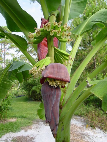 Alternative view of Lg. Dwarf Acuminata Wild Banana Tree (musa acuminata sp)