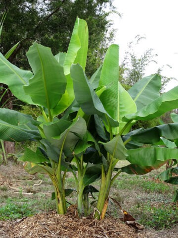 Lg. Balbisiana Banana Tree (musa balbisiana)