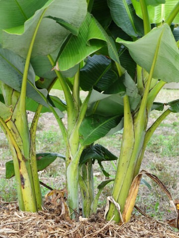 Alternative view of Lg. Balbisiana Banana Tree (musa balbisiana)
