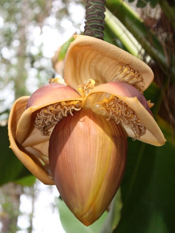 Lg. Northern Yellow Banana Tree (musa basjo)