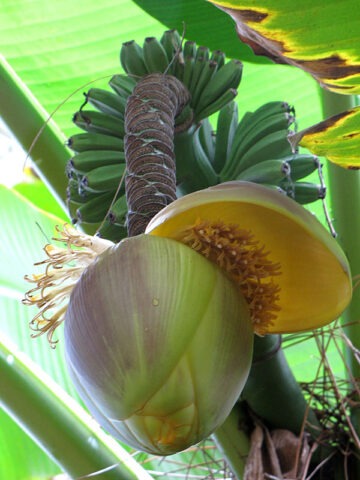 Alternative view of Lg. Northern Yellow Banana Tree (musa basjo)