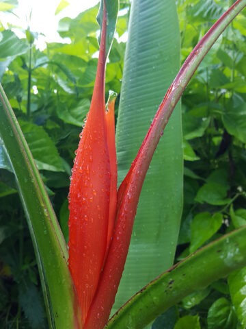 Alternative view of XL Rare Flowering Scarlet Banana Tree (musa coccinea)