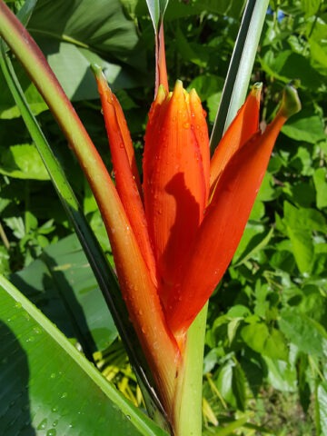 XL Rare Flowering Scarlet Banana Tree (musa coccinea) - Image 3