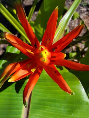 XL Rare Flowering Scarlet Banana Tree (musa coccinea) - Image 6