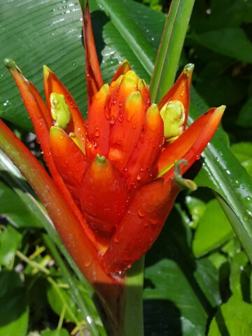 XL Rare Flowering Scarlet Banana Tree (musa coccinea) - Image 5