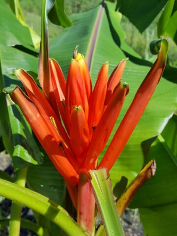 XL Rare Flowering Scarlet Banana Tree (musa coccinea) - Image 4