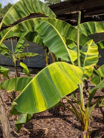 XL Acuminata Colla Variegata Banana Tree (musa acuminata)