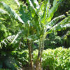 Lg. Dwarf Maoli Banana Tree (musa kaualau)