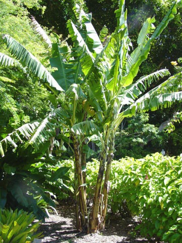 Lg. Dwarf Maoli Banana Tree (musa kaualau)