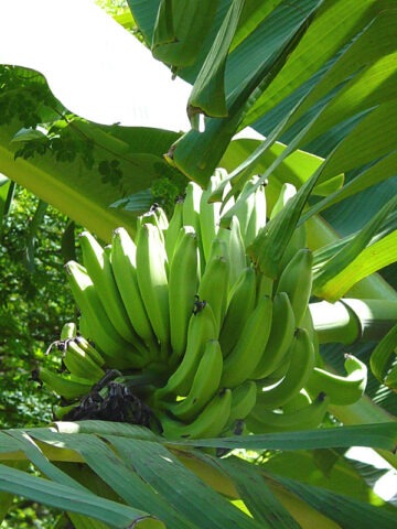 Alternative view of Lg. Dwarf Maoli Banana Tree (musa kaualau)
