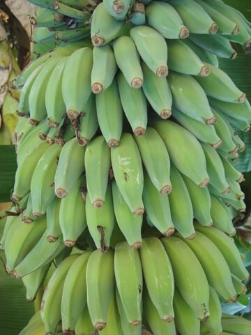 Alternative view of XL Dwarf Namwah Banana Tree (musa sp)