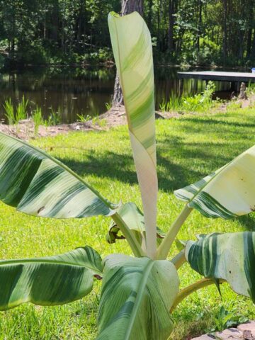 XXL Variegated Dwarf Namwah Thai Banana Tree (musa namwah) - Image 11