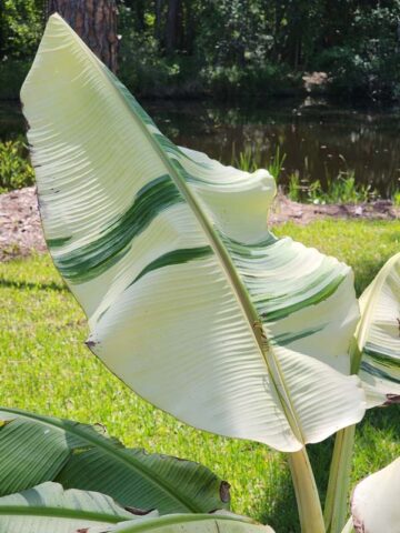 XXL Variegated Dwarf Namwah Thai Banana Tree (musa namwah) - Image 10
