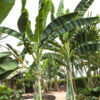 XXL Snow Giant Banana Tree (ensete glaucum)