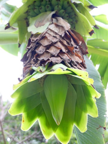 Alternative view of XXL Snow Giant Banana Tree (ensete glaucum)