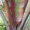 Red Leaf Abyssinian Banana Tree (ensete ventricosum)