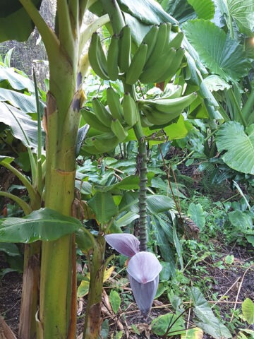 XXL Wild Florida Swamp Banana Tree (musa heirloom)