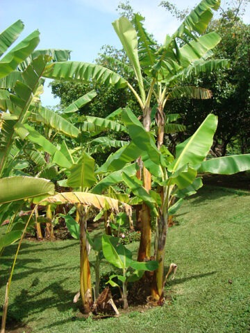 Alternative view of Lg. Gran Nain Banana Tree (musa sp)