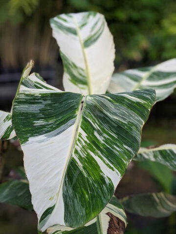 XXL King Gran Nain Variegated Banana Tree (musa)