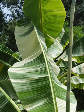 XXL Ae-Ae Royal Hawaiian Variegated Banana Tree (musa pisang)