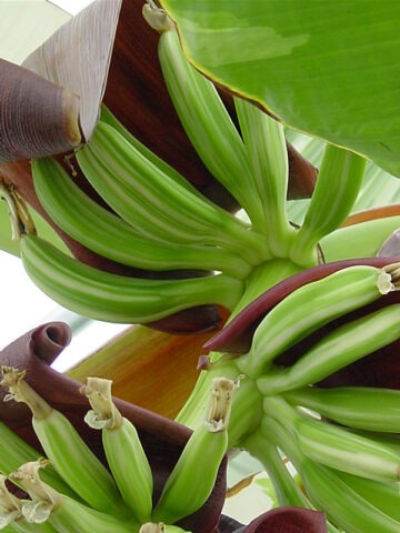 Alternative view of XXL Ae-Ae Royal Hawaiian Variegated Banana Tree (musa pisang)