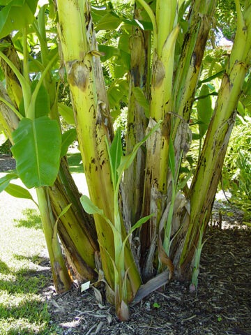 Alternative view of Lg. Blue Java Ice Cream Banana Tree (musa sp)