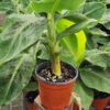 Lg. Kens Petite Banana Tree (musa sp)