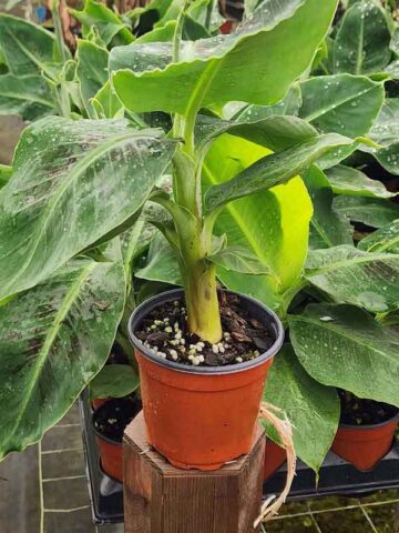Lg. Kens Petite Banana Tree (musa sp)