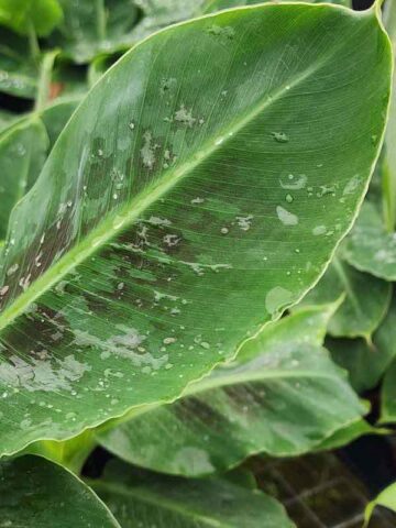 Alternative view of Lg. Kens Petite Banana Tree (musa sp)