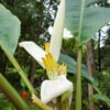 XL Maui Violet, White Flowering Banana Tree (musa laterita)