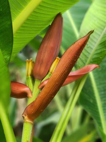 Lg. Bronze Sunset Flowering Banana Tree (musa ornata) - Image 9