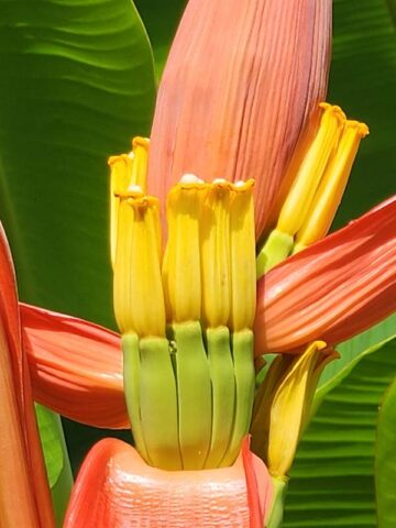 Lg. Bronze Sunset Flowering Banana Tree (musa ornata) - Image 2