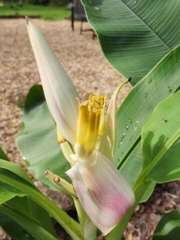 XL Hilo Torch Flowering Banana Tree (mauve streaked blooms, musa ornata) - Image 9