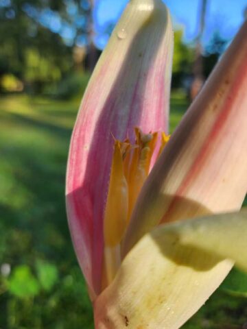 XL Hilo Torch Flowering Banana Tree (mauve streaked blooms, musa ornata) - Image 10